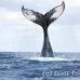 whale_humpback_h_00888_dom3034.jpg